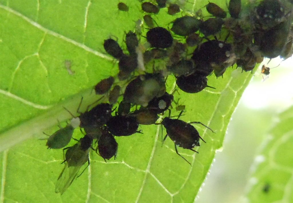 Aphis sambuci/Afide del Sambuco